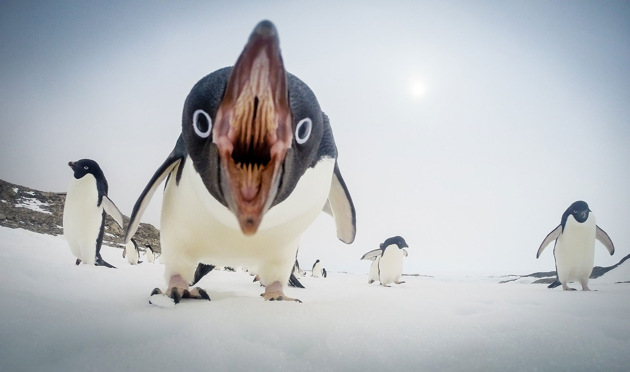 Penguin. Photograph by Sea Berry, 2015.