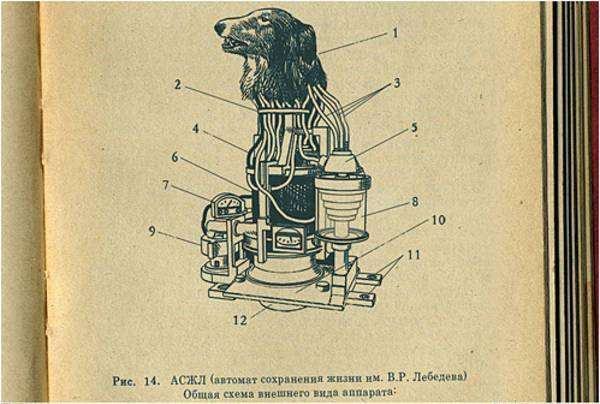 A 1930's Russian experiment manual depicting a hand drawn bear head surviving atop a mechanical robotic boy. 