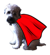 Dog with cape