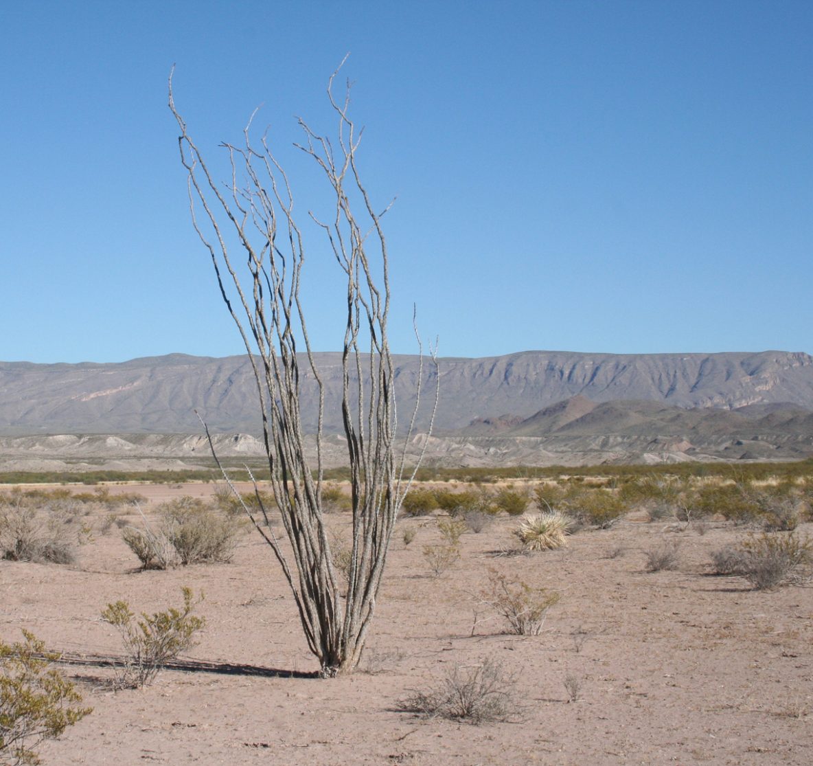 Desert scene with dried ocatillo.
