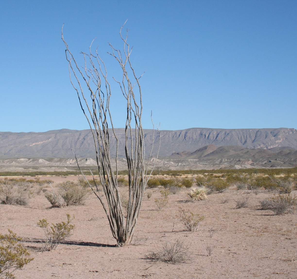 Desert scene with dried ocatillo.