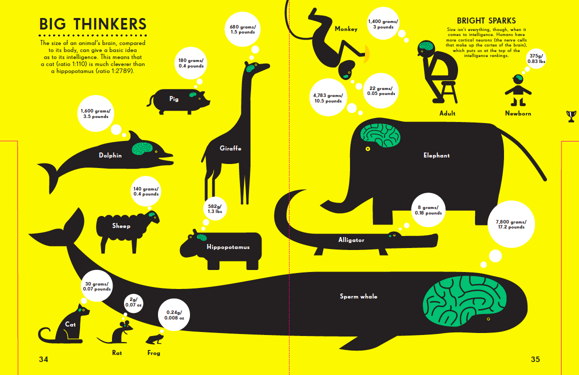 Infographic entitled Big Thinkers showing animals' brain sizes